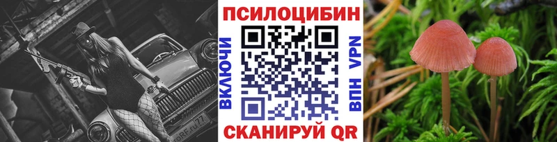 закладка  Зверево  Галлюциногенные грибы Psilocybine cubensis 